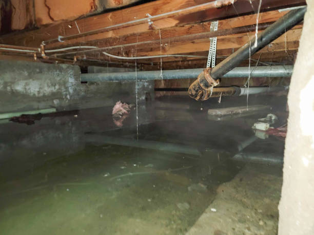Best Professional water damage repair  in Daly City, CA
